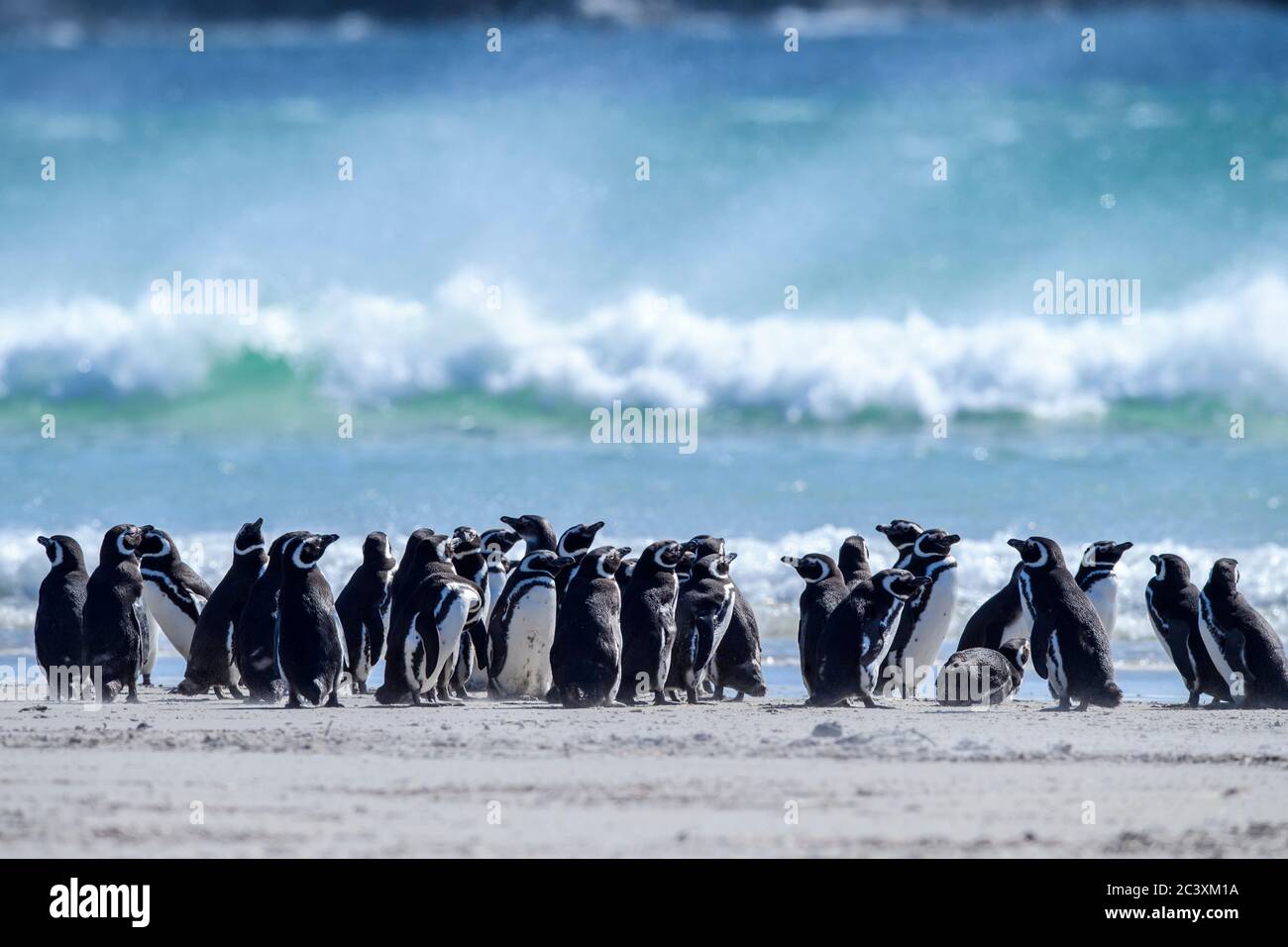Magellanic Pinguin (Spheniscus magellanicus), Saunders Island, West Falkland, Falkland Islands Stockfoto