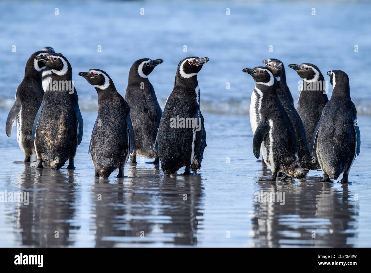 Magellanic Pinguin (Spheniscus magellanicus), Saunders Island, West Falkland, Falkland Islands Stockfoto