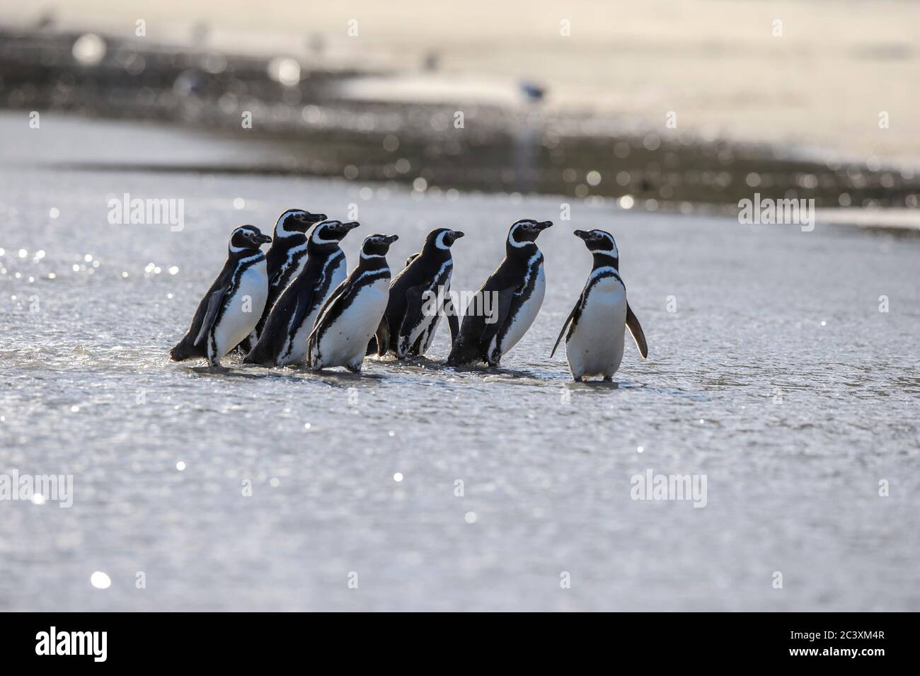 Magellanic Pinguin (Spheniscus magellanicus), Saunders Island, West Falkland, Falkland Islands Stockfoto