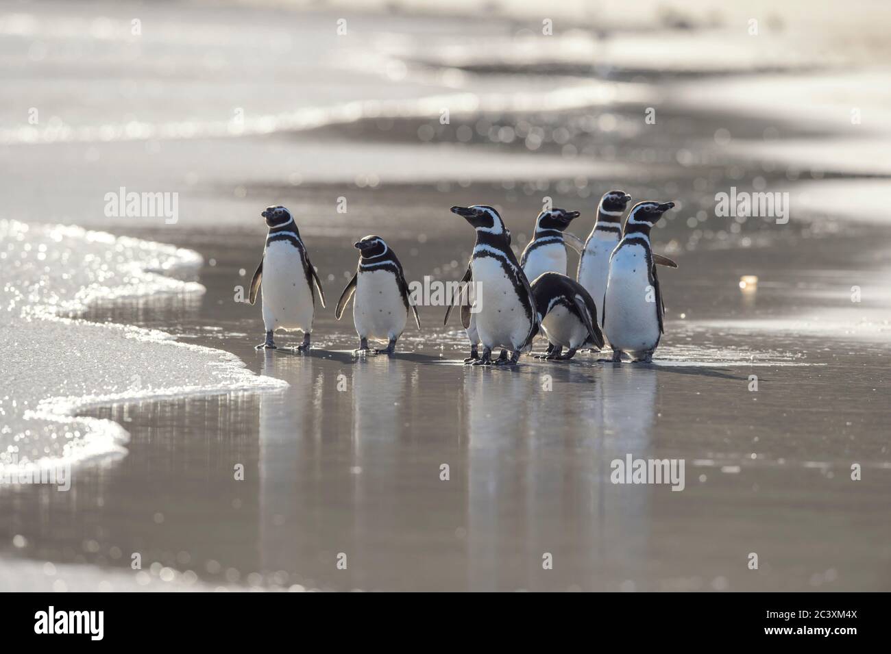 Magellanic Pinguin (Spheniscus magellanicus), Saunders Island, West Falkland, Falkland Islands Stockfoto