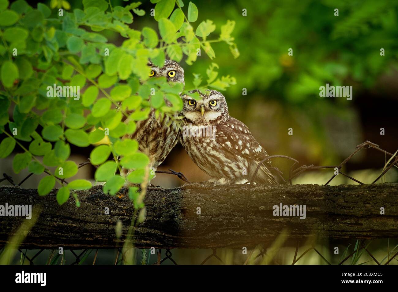 Versteckte kuschelige Eulen (Athene Noctula), die auf dem Zaun sitzen, sind von der Abendsonne erleuchtet. Vogelliebe. Stockfoto