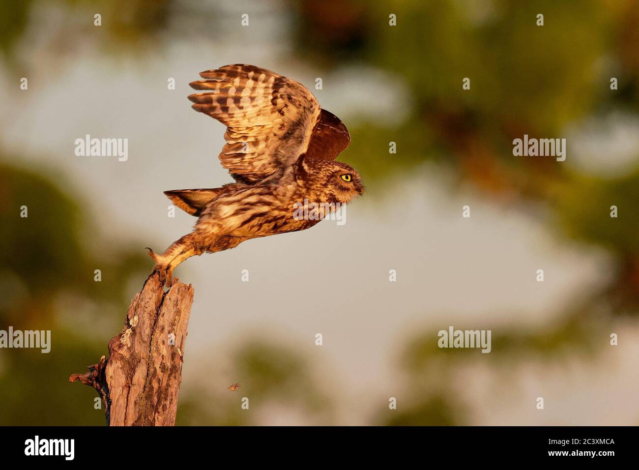Kleine Eule (Athene noctula) Vogelflaube aus der blassen Nahaufnahme erleuchtet von der Abendsonne. Starten, Abfahren oder in die Luft treten. Stockfoto