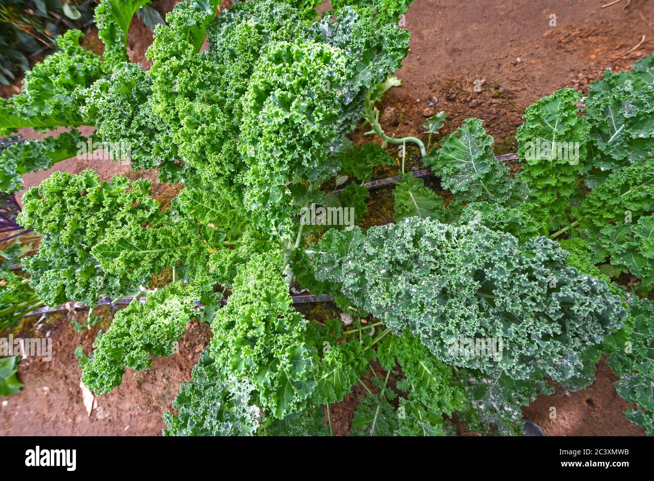 Grünkale Pflanze im Garten Stockfoto