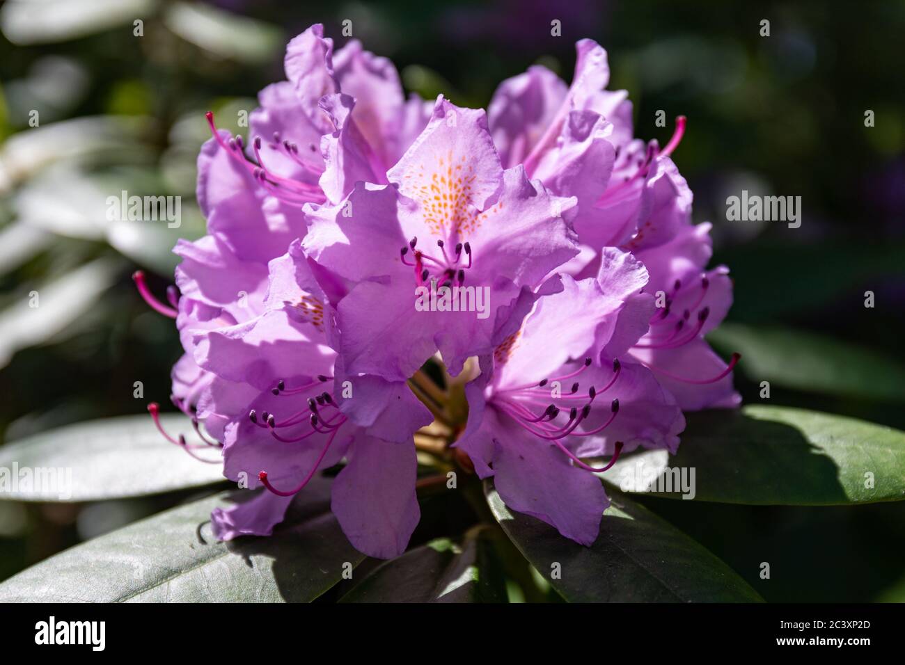 Lavendelblüten von Rhododendron Catawbiense Grandiflorum Stockfoto