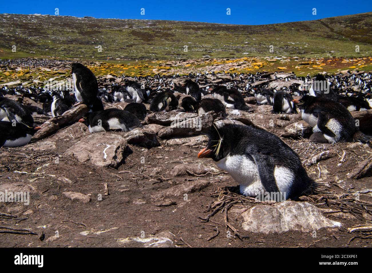 Südliche Steintrichter Pinguin (Eudytes chrysocome) Brutkolonie, Saunders Island, West Falkland, Falkland Islands Stockfoto