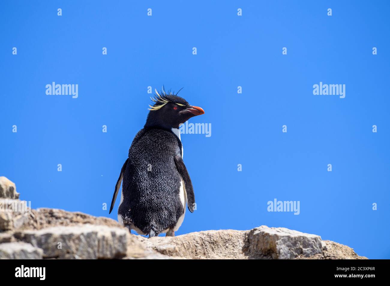 Rockhopper Pinguin (Eudytes chrysocome), Cape Bougainville, East Falkland, Falkland Islands Stockfoto