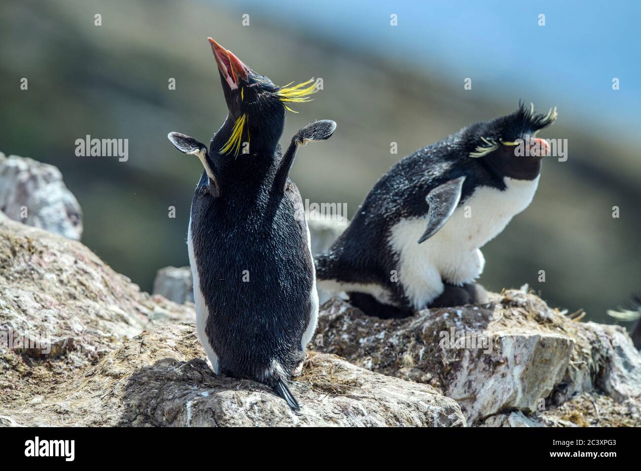 Südliche Steintrichter Pinguin (Eudytes chrysocome) Grußanzeige von Erwachsenen, Cape Bougainville, East Falkland, Falkland Islands Stockfoto