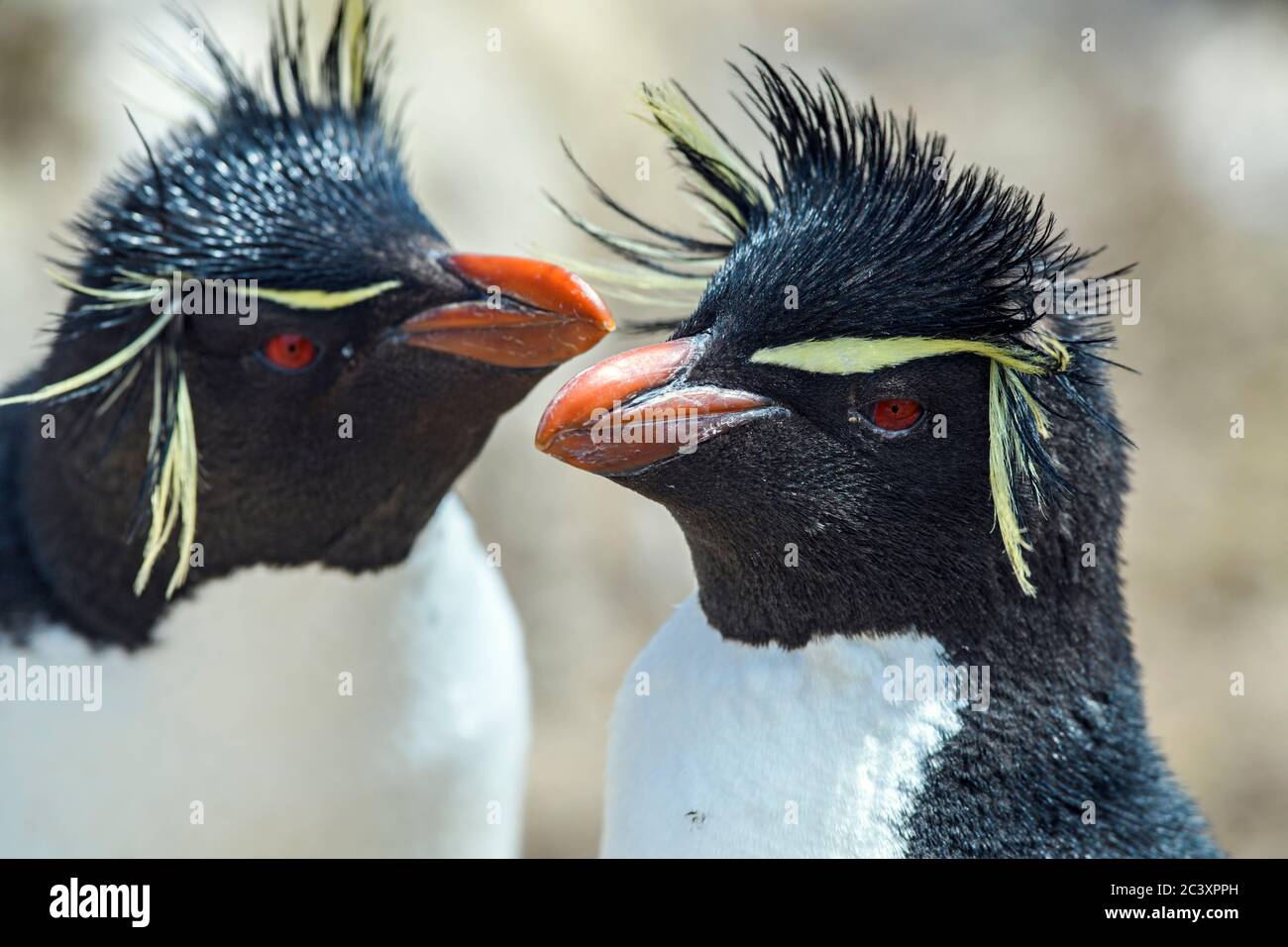 Südliche Steintrichter Pinguin (Eudytes chrysocome) gegenseitige Vererbung durch Erwachsene, Cape Bougainville, East Falkland, Falkland Islands Stockfoto