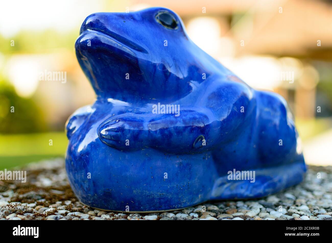 Blauer Töpferfrosch mit glattem und buntem Hintergrund Stockfoto