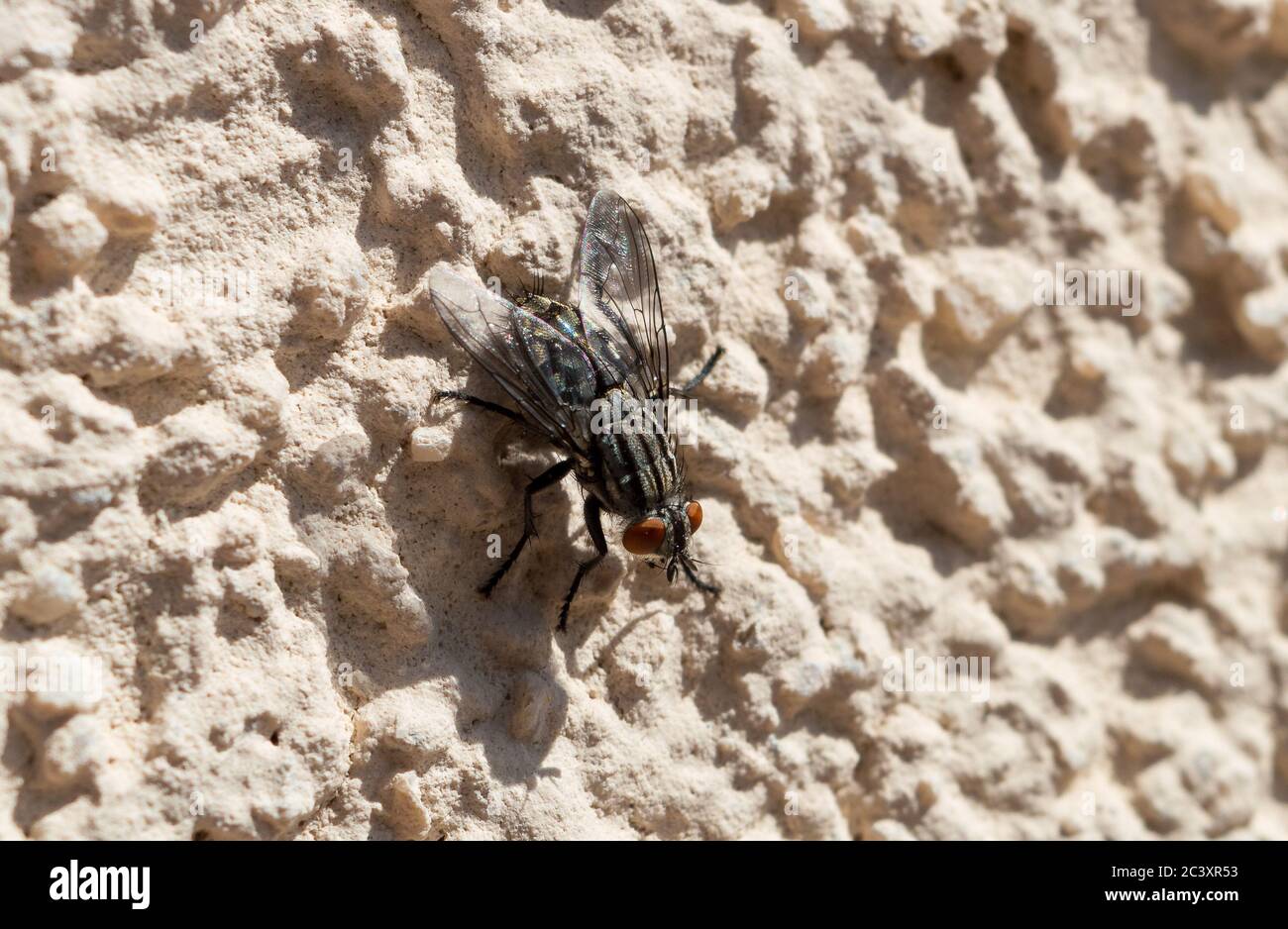 Nahaufnahme fliegen an der Wand an sonnigen Tagen Stockfoto