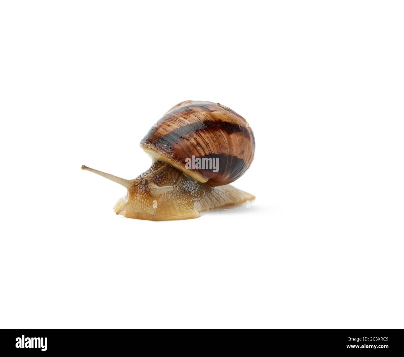 Braune Schnecke isoliert auf weißem Hintergrund, Nahaufnahme Stockfoto