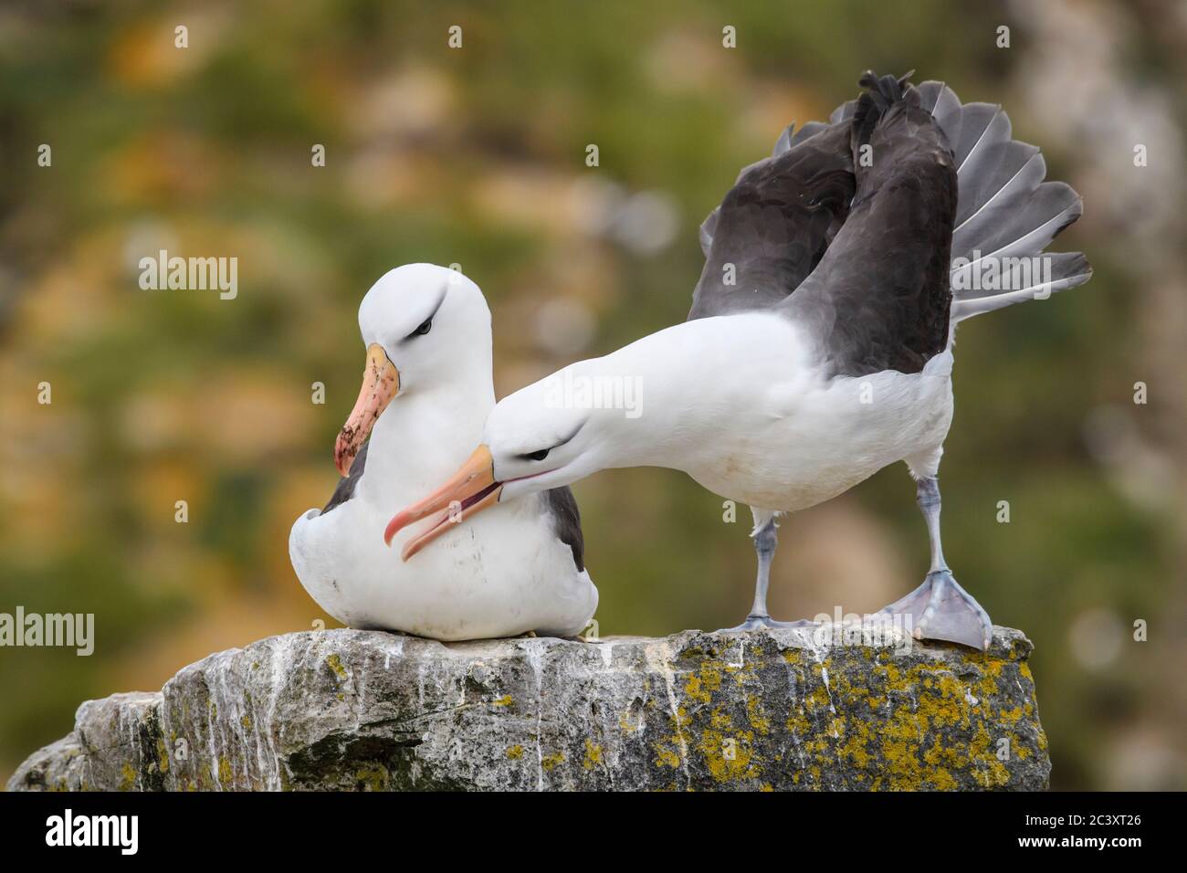 Schwarzbrauenalbatros (Thalassarche melanophris) Paarbindungsinteraktion, West Point Island, East Falkland, Falkland Islands Stockfoto