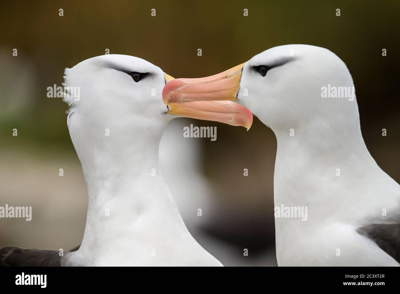 Schwarzbrauenalbatros (Thalassarche melanophris) Paarbindungsinteraktion, West Point Island, East Falkland, Falkland Islands Stockfoto