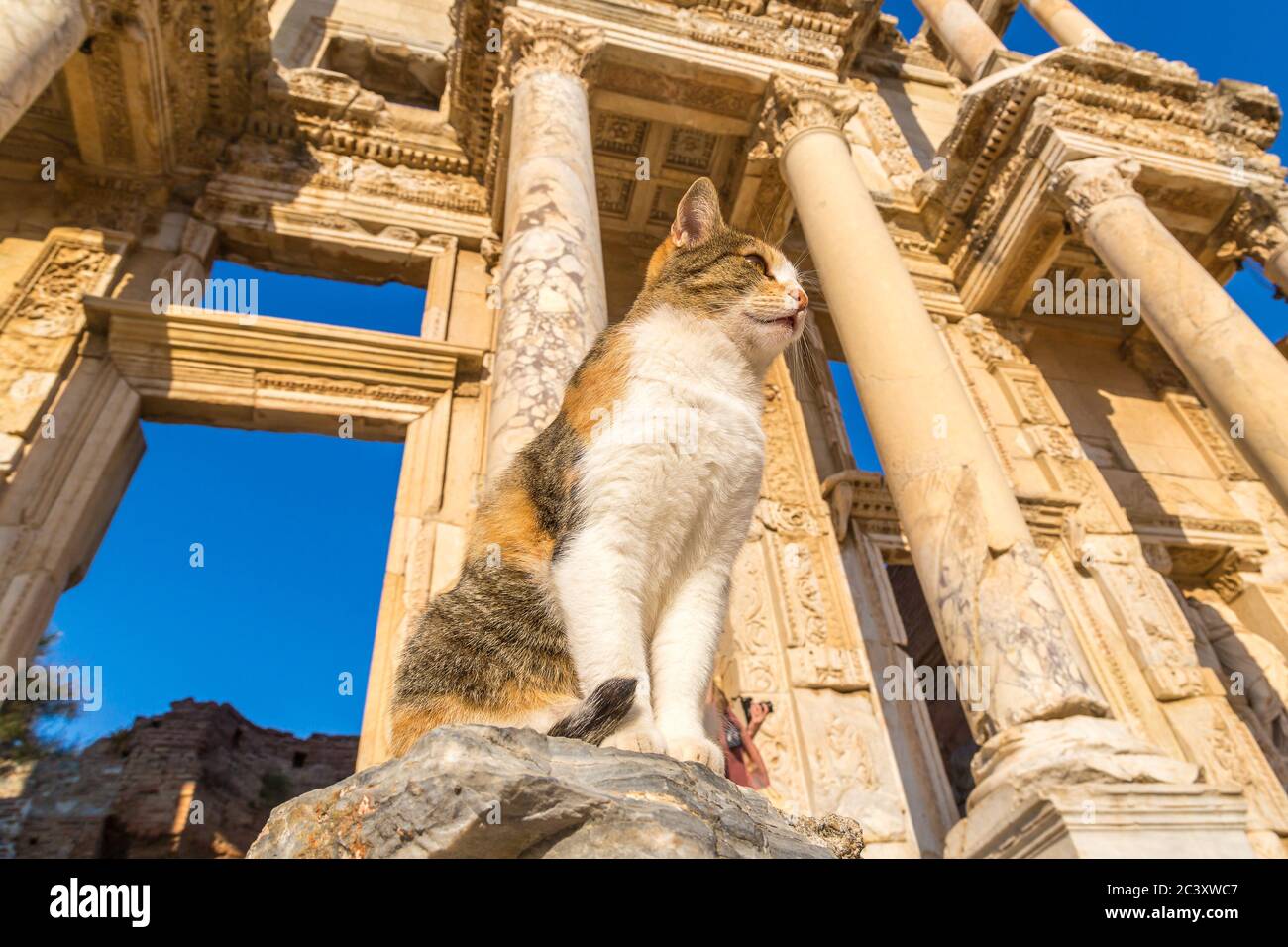 Katze auf den Ruinen von Celsius Bibliothek in der antiken Stadt Ephesus, Türkei in einem schönen Sommertag Stockfoto