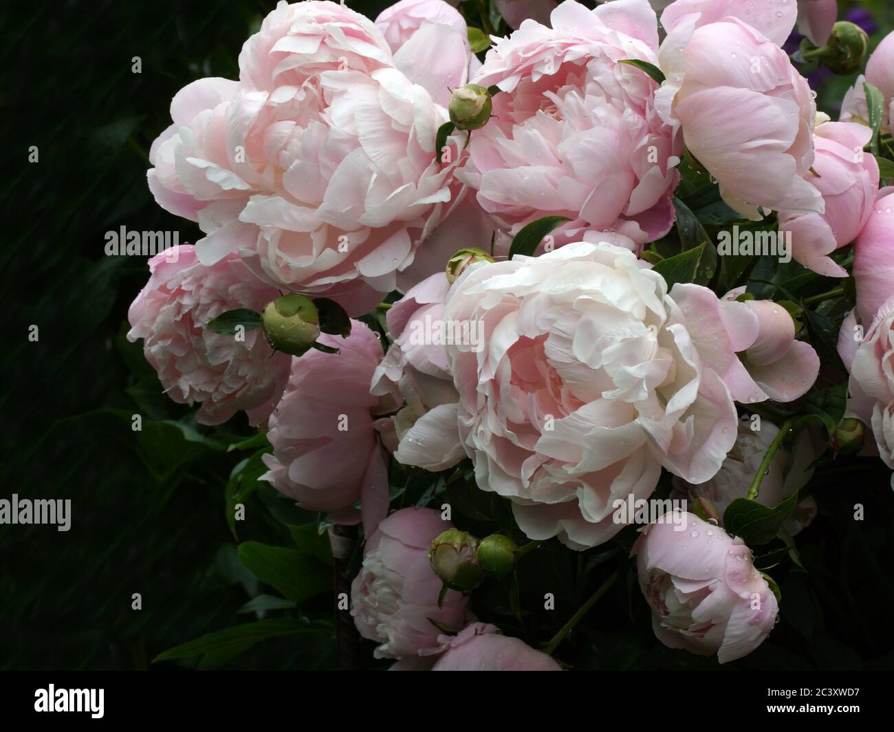 Viele schöne, weiche rosa Doppelpony Blüten. Stockfoto
