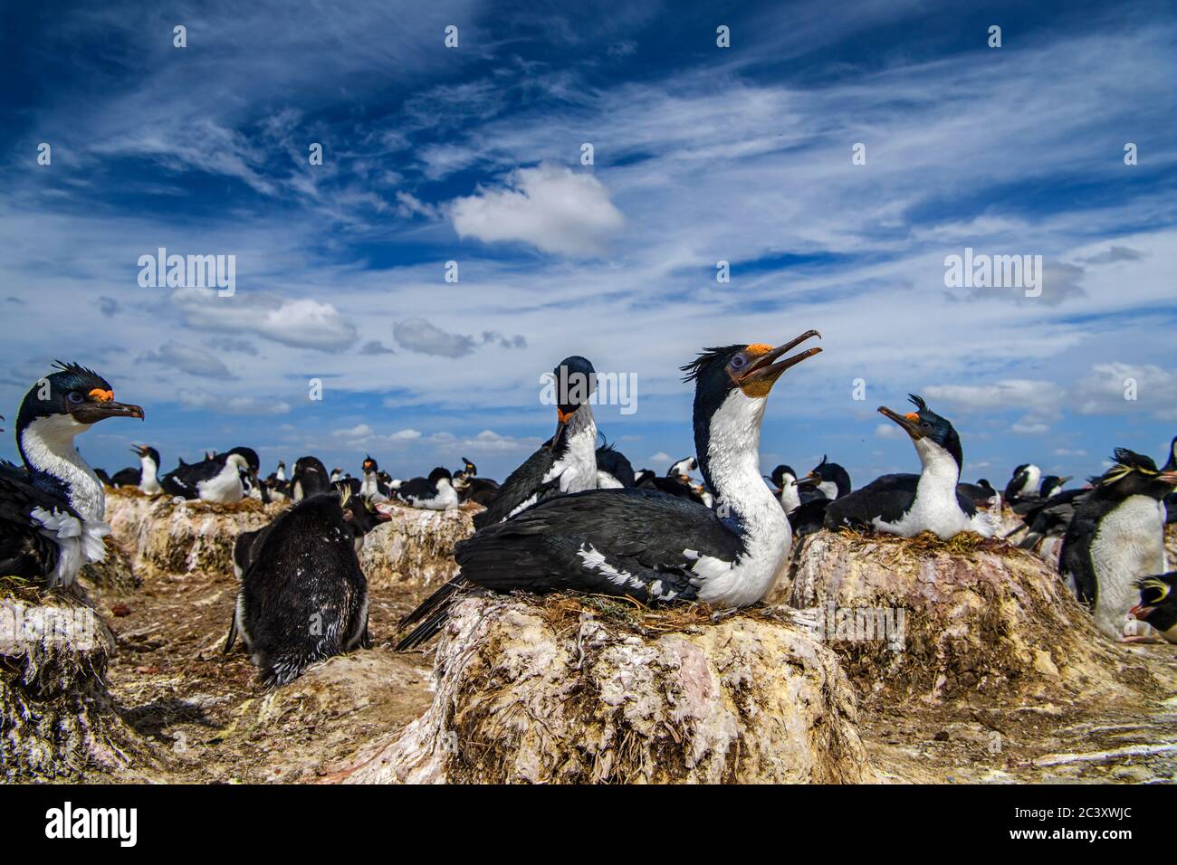 King Cormorant (Phalacrocorax atriceps), Cape Bougainville, East Falkland, Falkland Islands Stockfoto