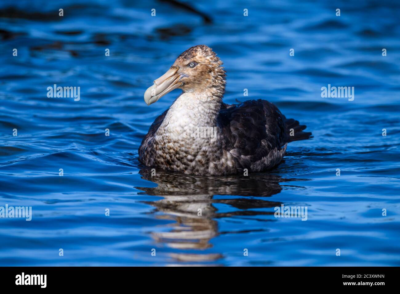 Südliche Riesensturmvogel (Macronectes giganteus), Saunders Island, West Falkland, Falkland Islands Stockfoto