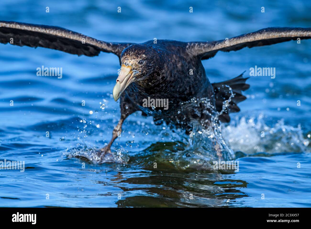 Südliche Riesensturmvogel (Macronectes giganteus), der bei windigen Bedingungen abheben kann, Saunders Island, West Falkland, Falkland Islands Stockfoto