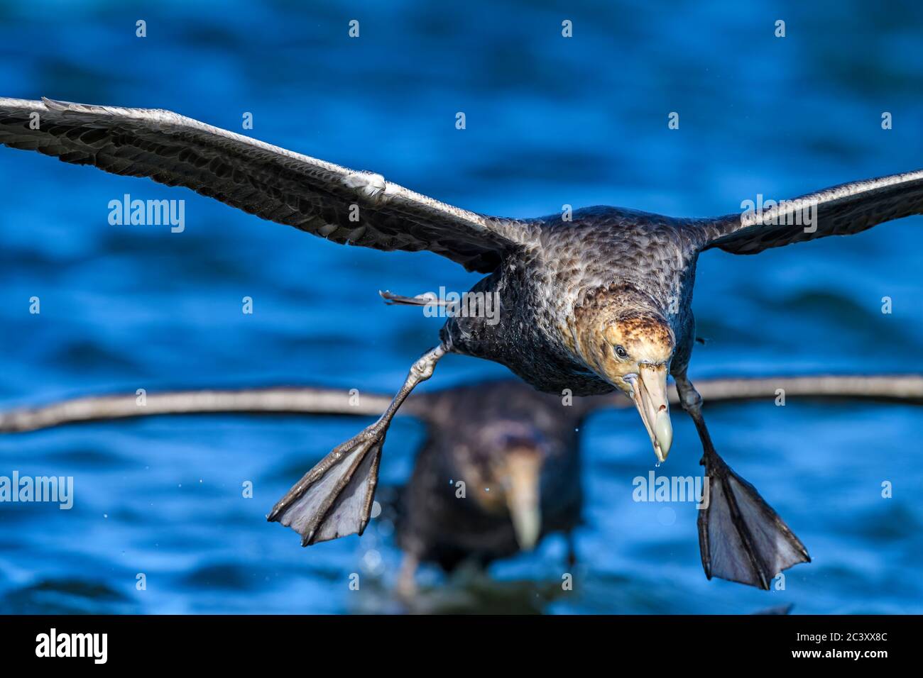 Südliche Riesensturmvogel (Macronectes giganteus), Saunders Island, West Falkland, Falkland Islands Stockfoto