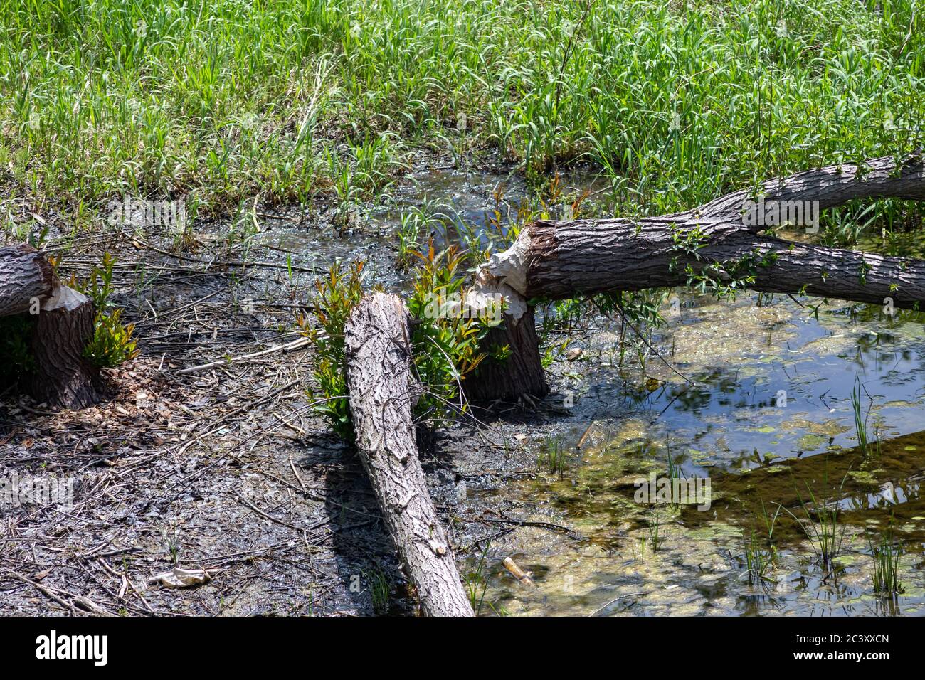 Baumstämme, die aus einem hohen Winkel herumgefallen sind und die Zahnspuren von Bibern zeigen. Stockfoto