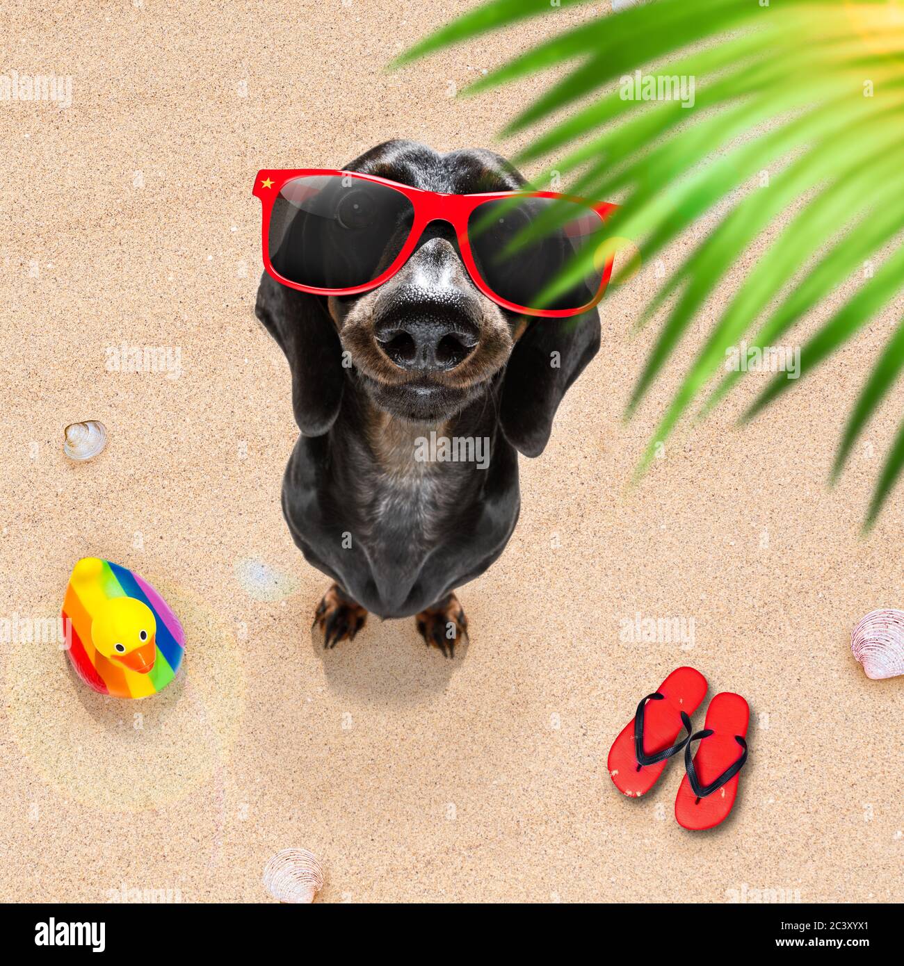 Hund liegend auf dem Handtuch unter schattenspendenden Sonnenschirm Relaxen und Chillen in den Sommerferien Stockfoto