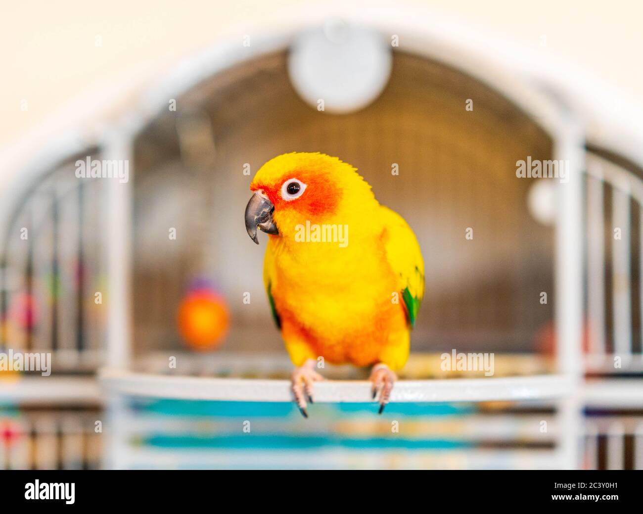 Farbenfroher Pet Papagei mit gelben, orange, grünen und roten Federn. Stockfoto