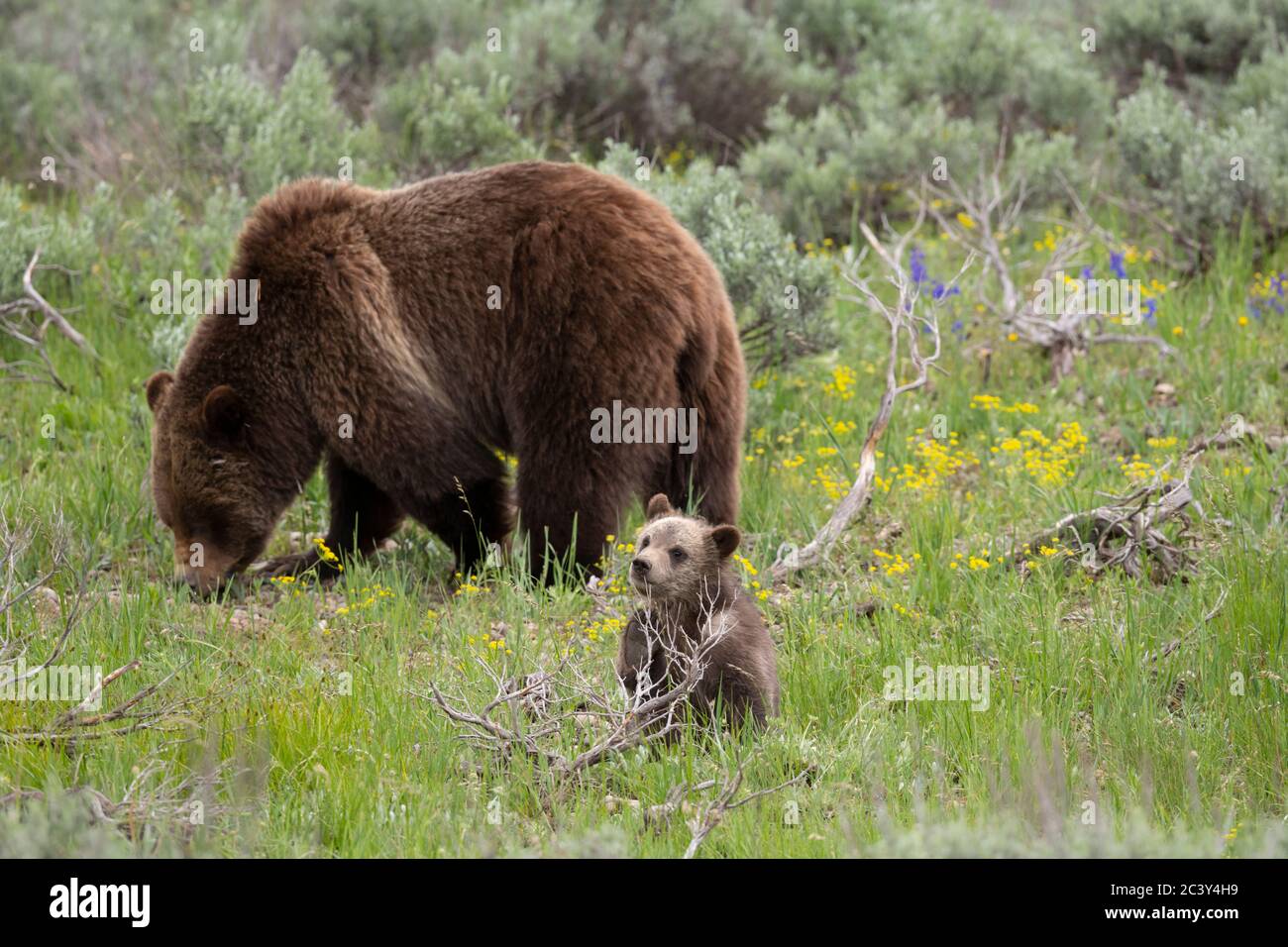 Grizzly 399 und Cubs, Grand Teton National Park, Wyoming Stockfoto