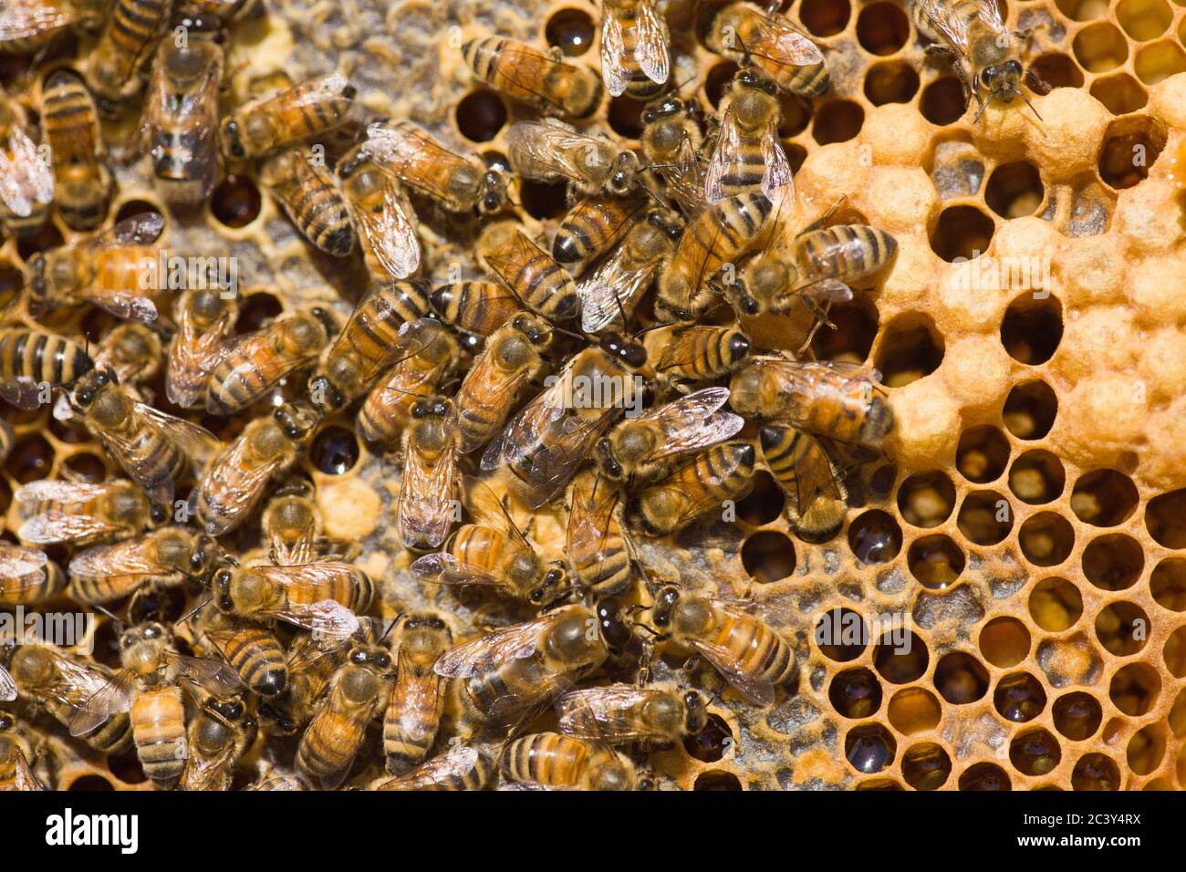 Nahaufnahme des Rahmens mit zwei Drohnen-Honigbienen in der Mitte des Rahmens, zusammen mit anderen Arbeiterhonigbienen, Honig und Puppen oben rechts (weißlich c Stockfoto