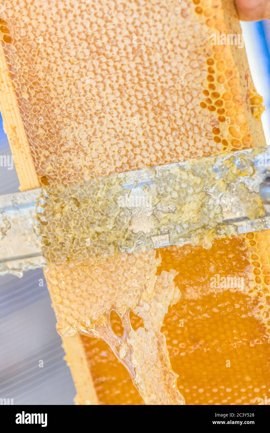 Honig in einem Rahmen mit einem heißen Messer einschneiden Stockfoto