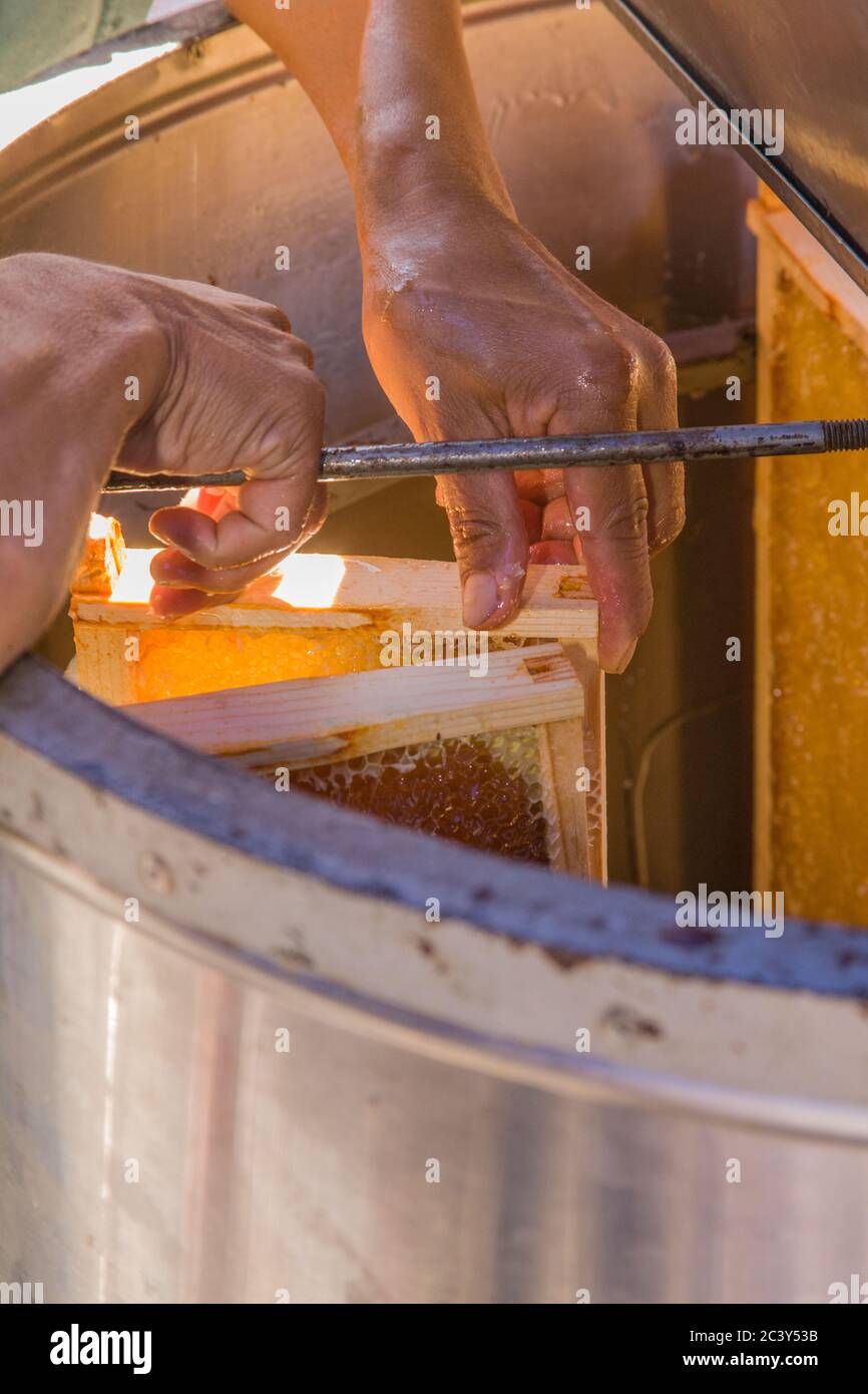 Mann, der eine Honigextraktionsmaschine beladen hat. Sobald der Honig im Kamm freigelegt ist, wird der Rahmen in den Extraktor gelegt. Stockfoto