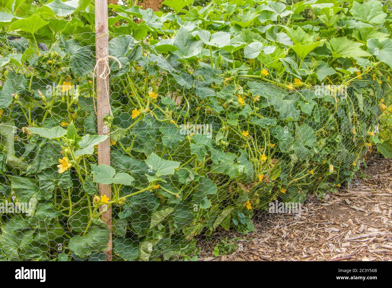 Trombocino Squash Pflanzen in einem Gemüsegarten in Issaquah, Washington, USA gehalten durch Windschnur Zaun. Dieser italienische Sommer Squash ist ein berühmter Ital Stockfoto