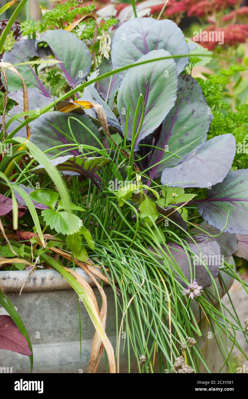 Container Garten aus einer tierischen Wassertrog, mit Rotkohl, Schnittlauch und anderen Kräutern und Gemüse in einem Garten in Bellevue, Washington, USA Stockfoto