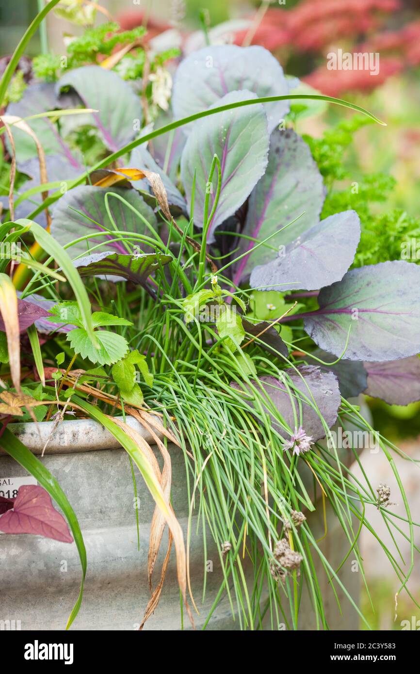 Container Garten aus einer tierischen Wassertrog, mit Rotkohl, Schnittlauch und anderen Kräutern und Gemüse in einem Garten in Bellevue, Washington, USA Stockfoto