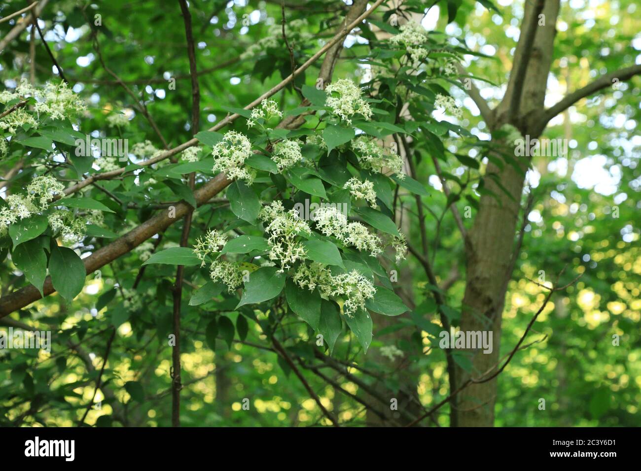 Nördlicher Catalpa-Baum (Catalpa speciosa) Stockfoto