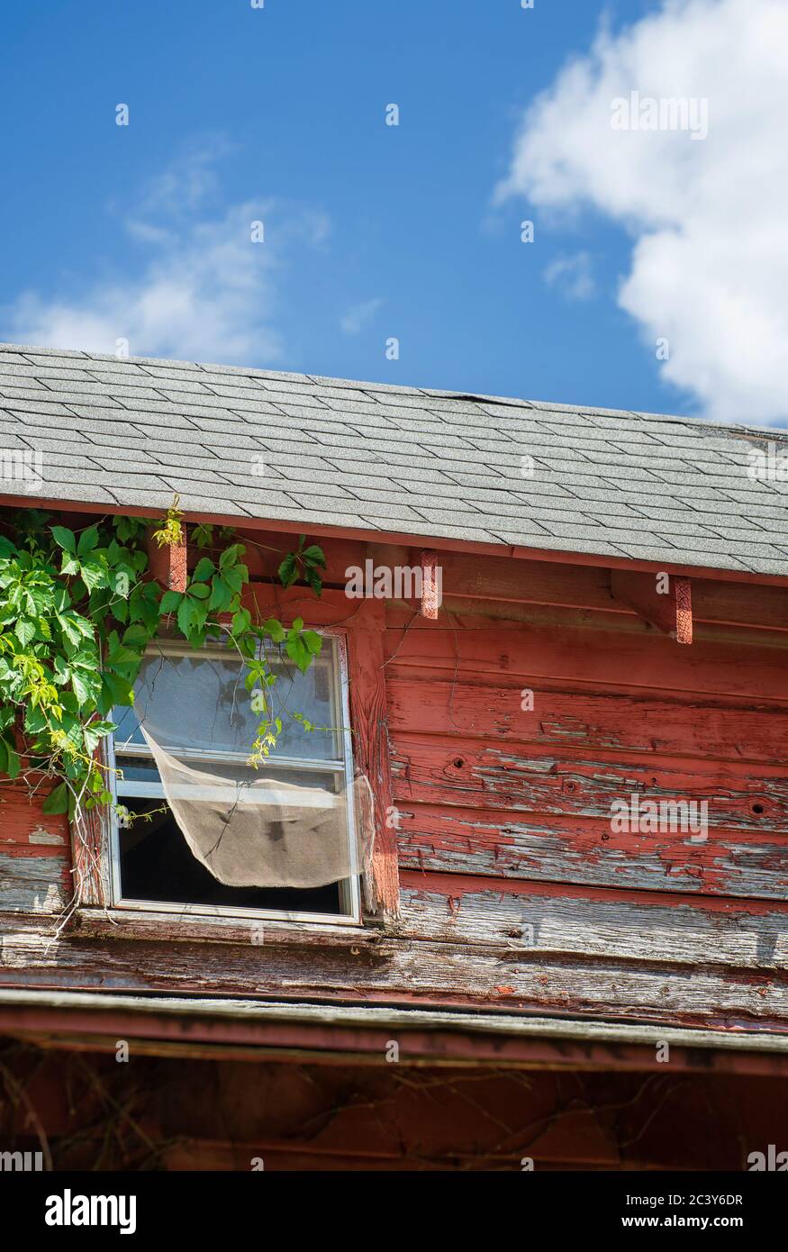 Fenster einer alten verlassenen und verwitterten roten Scheune. Weinrebe wächst an der Wand und Fenster Netz weht in den Wind. Stockfoto