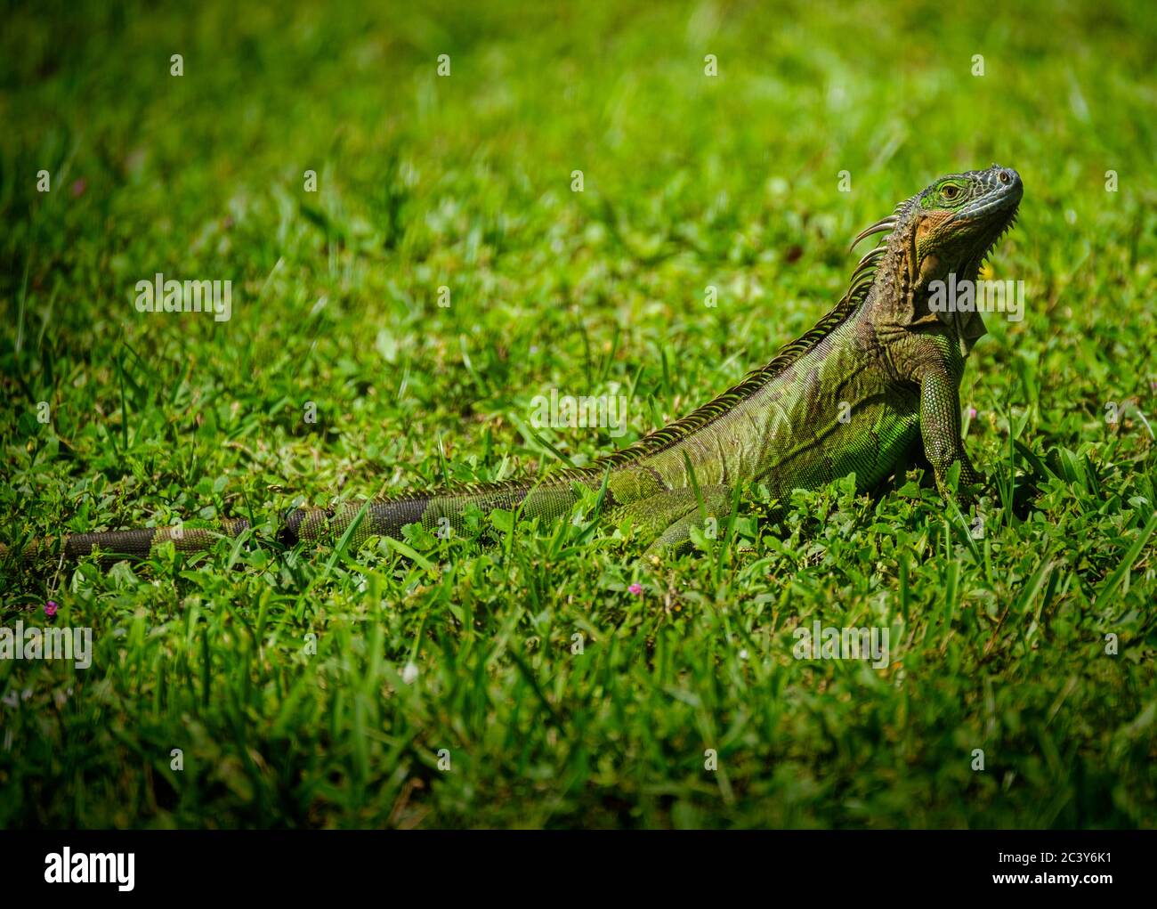 Leguan auf Gras Stockfoto