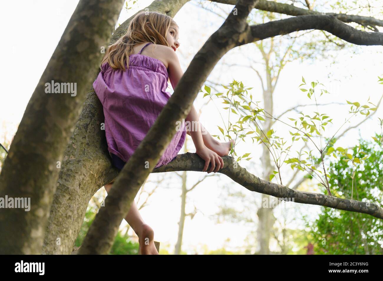 Mädchen (6-7) sitzt im Baum Stockfoto