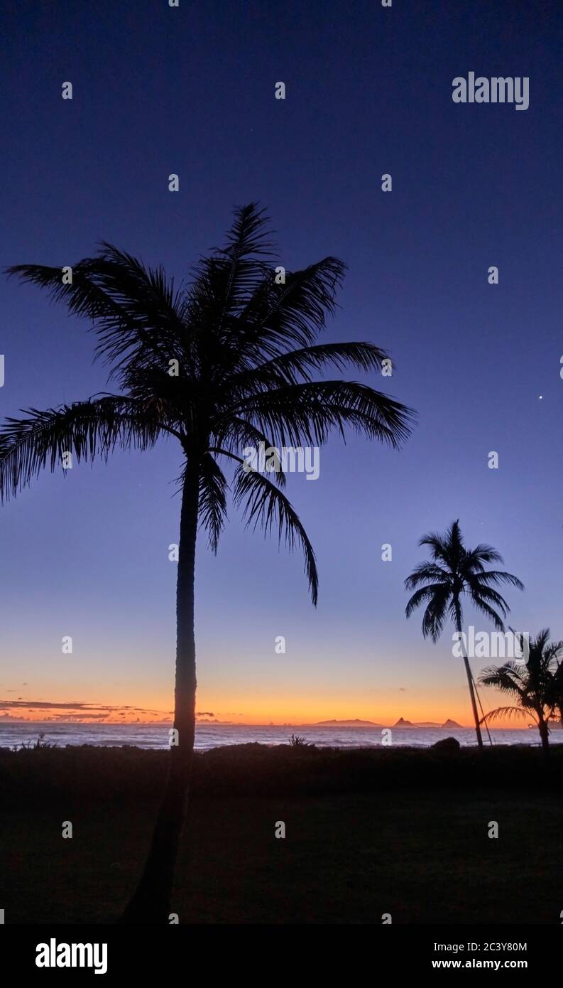 USA, Hawaii, O'ahu, Kailua Beach, Silhouette von Palmen bei Sonnenuntergang Stockfoto