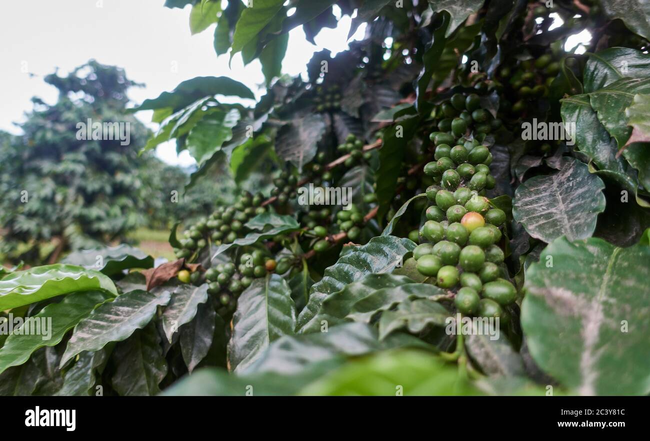 USA, Hawaii, Grüne Kaffeebohnen Stockfoto