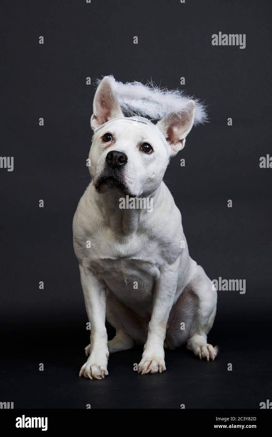 Weißer Pitbull Terrier mit Halo auf schwarzem Hintergrund Stockfoto