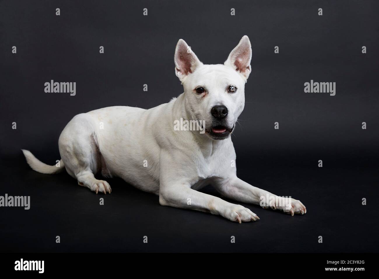 Weißer Pitbull Terrier auf schwarzem Hintergrund Stockfoto