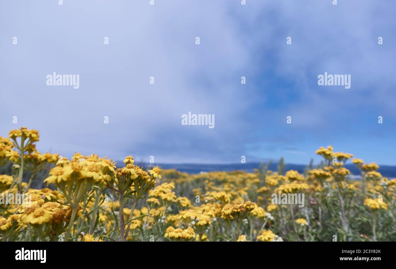 USA, Kalifornien, Gelbe Blumen auf der Wiese Stockfoto