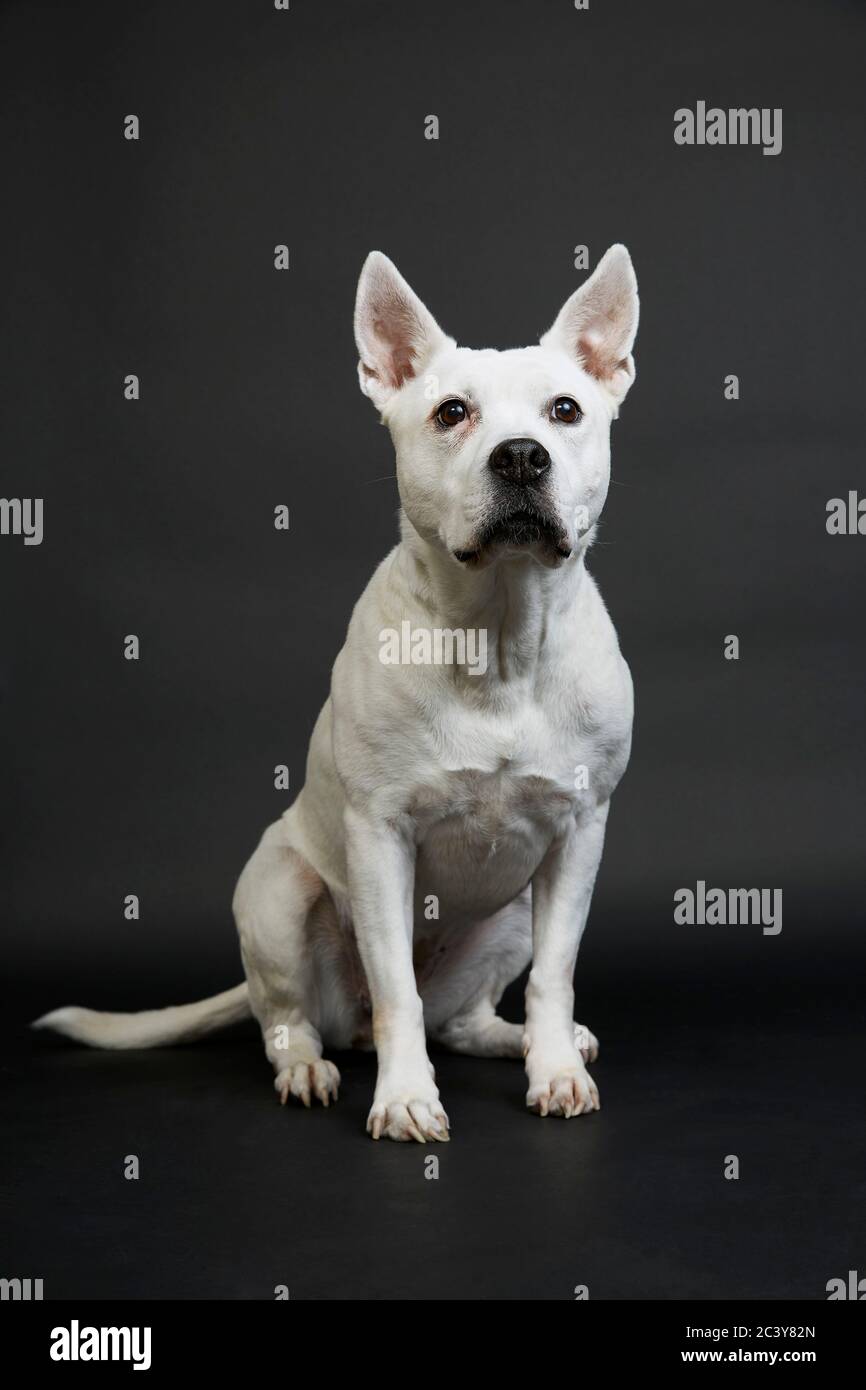 Weißer Pitbull Terrier auf schwarzem Hintergrund Stockfoto