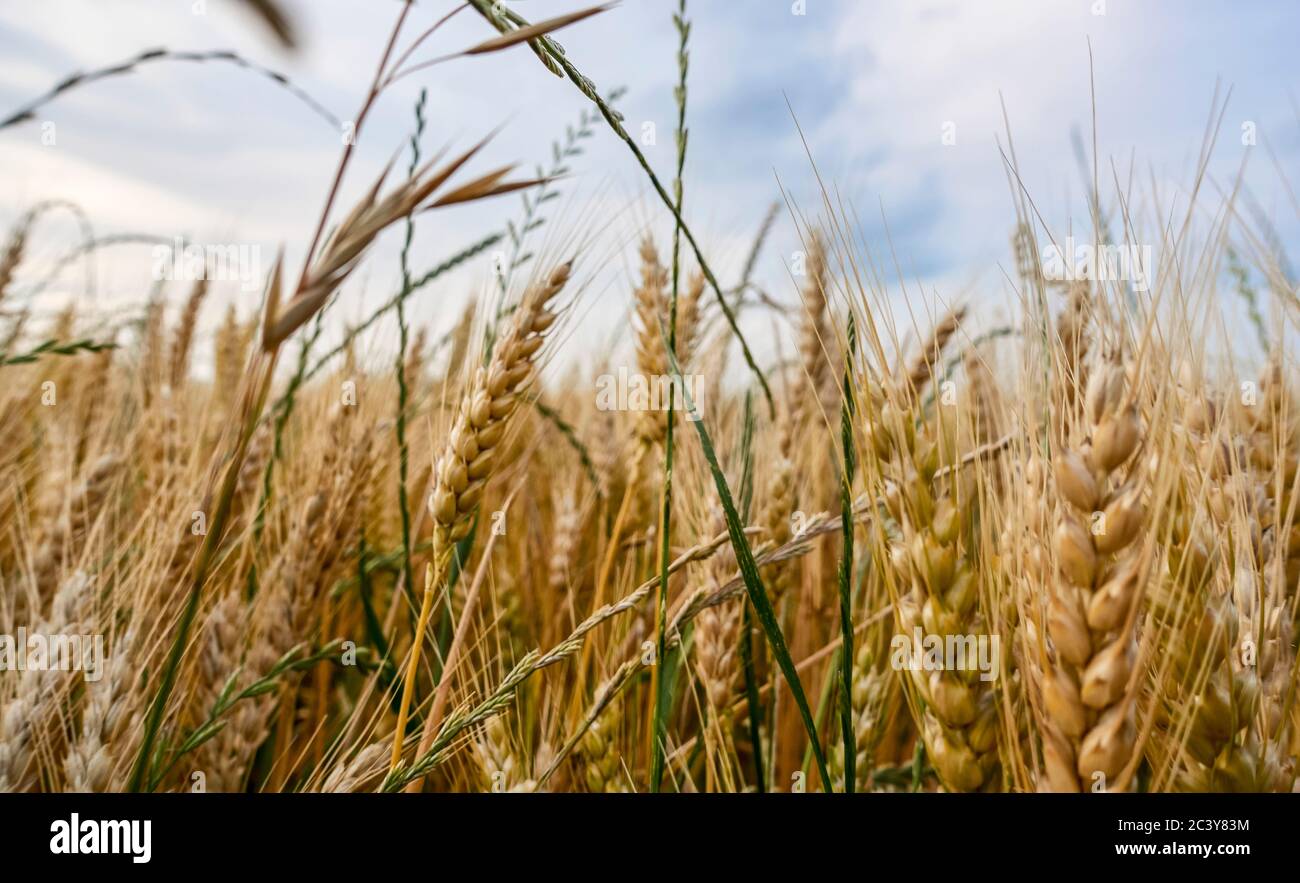 Weizen im Feld Stockfoto