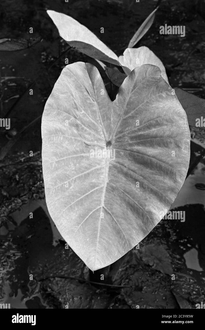 Ein Blatt einer Taro-Futterpflanze (Colocasia esculenta), die in einem Teich auf Maui, Hawaii wächst. Hawaiianer machen aus der Pflanze POI, ein stärkehaltiger Grundnahrungsmittel. Schwarzweiß. Stockfoto