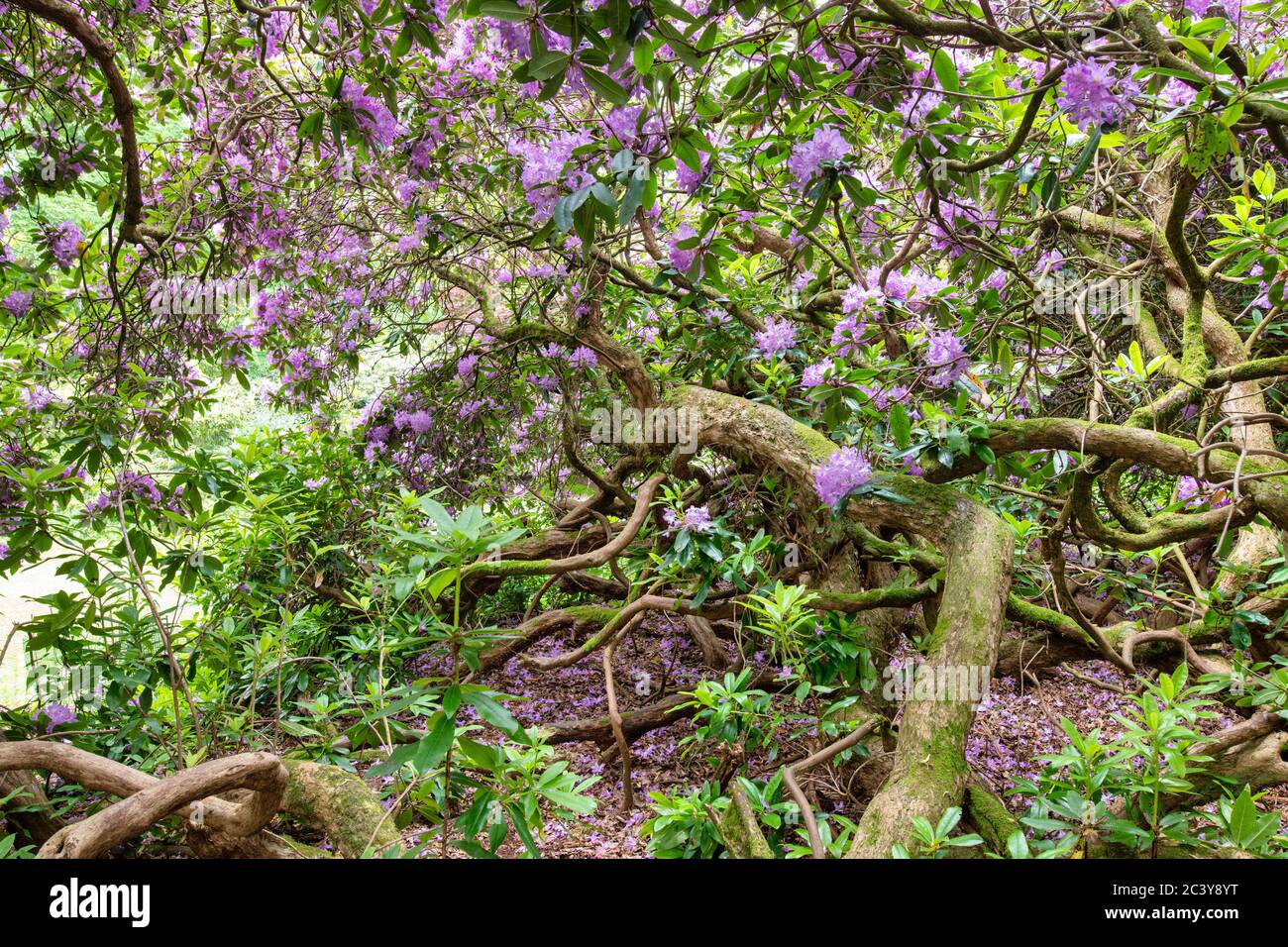 Rhododendron ponticum. In einem Pontic Rhododendron Busch, der im juni blüht. GROSSBRITANNIEN. Blühende Azaleen Stockfoto