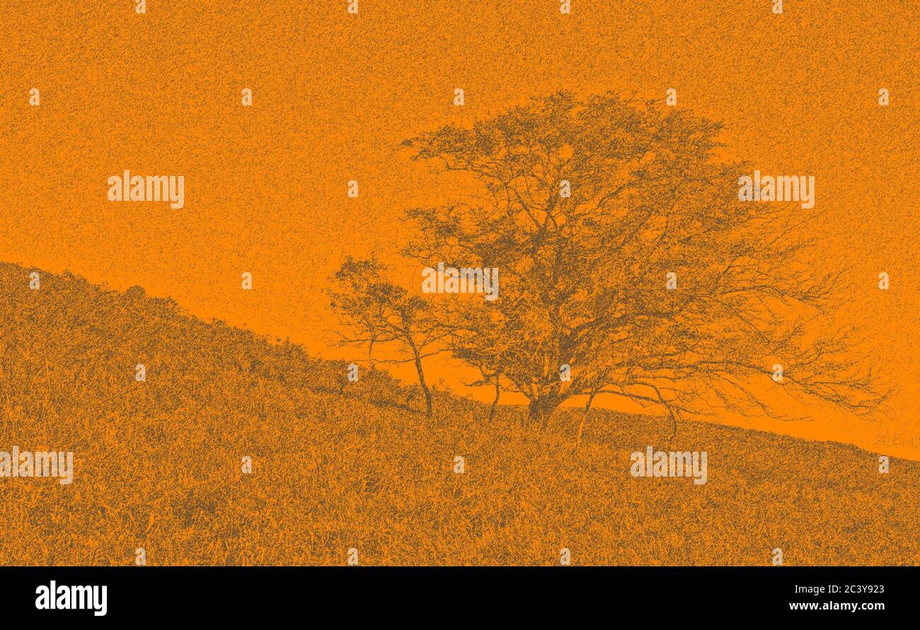 Besondere Wirkung eines Baumes auf einem Hügel, in Orange gerendert. Nützlich als Overlay. Stockfoto