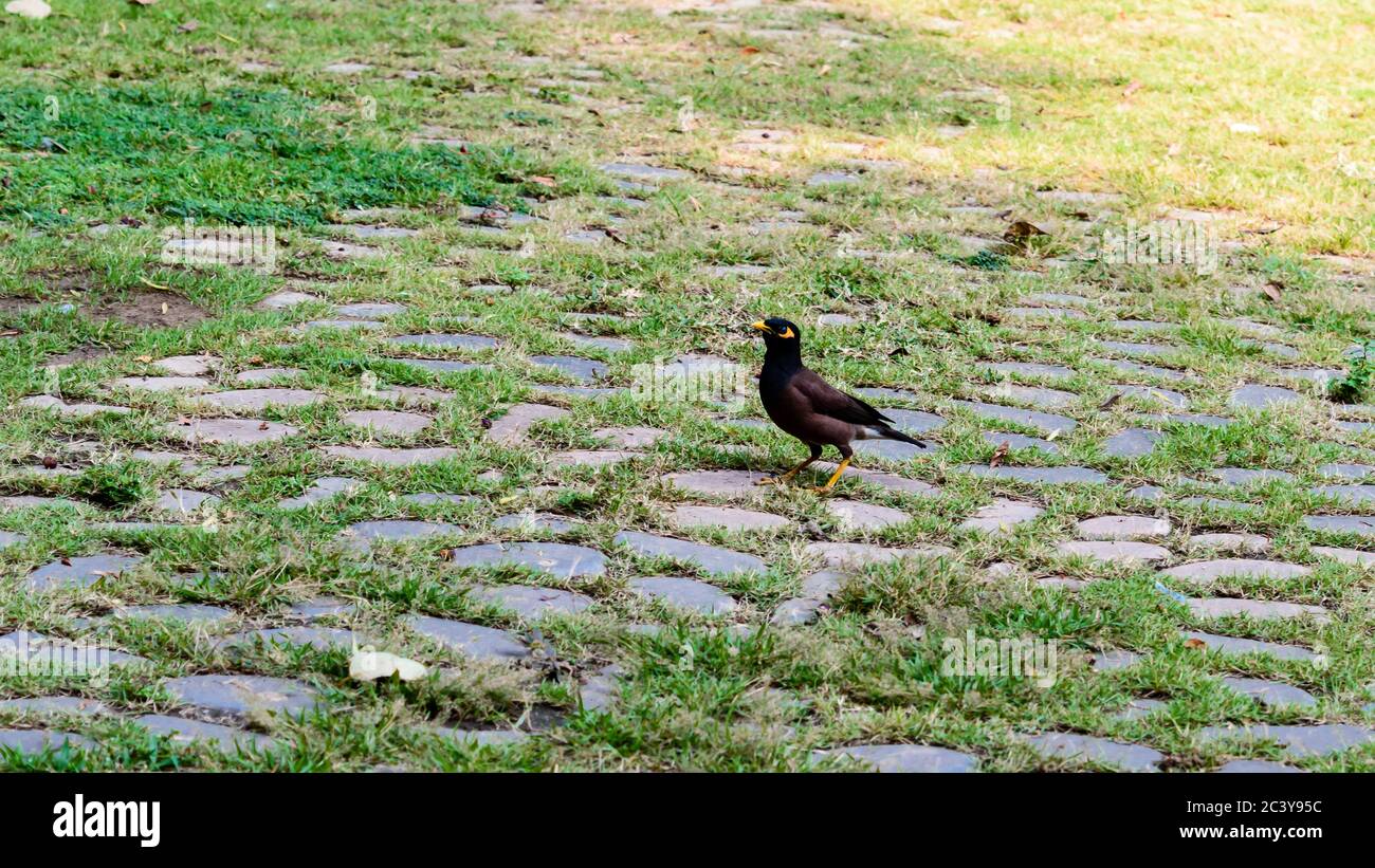 Gemeine indische Myna (Acridotheres tristis) Sturnide Starenvogelfamilie, braune Farbfeder, gelber Schnabel und Augen in grünem Grasrasen der Garde gesichtet Stockfoto