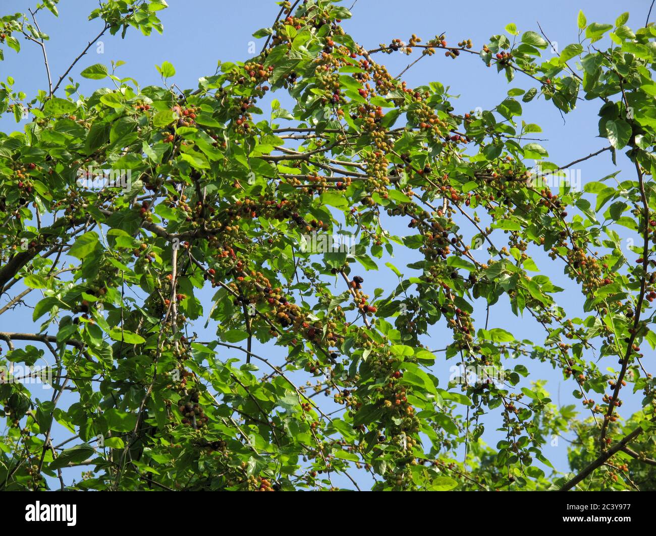 Maulbeeren Früchte auf dem Zweig der Maulbeerbaum (Morus alba) in einem