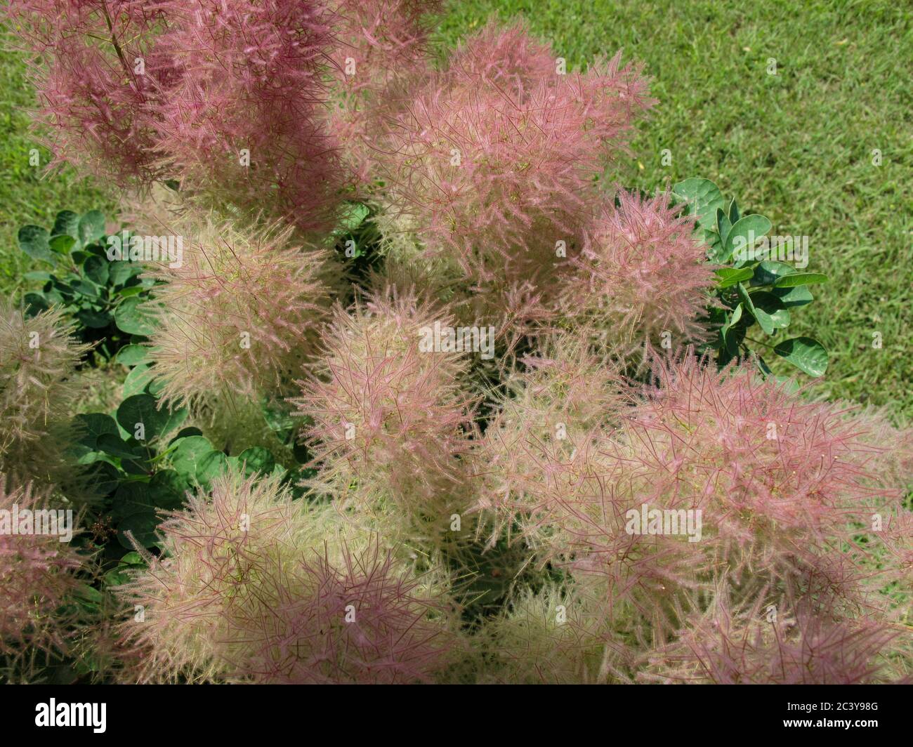 Smoketree oder Cotinus coggygria oder Europäischer Smoketree oder Eurasischer Smoketree oder Rauchbusch oder venezianischer Sumach oder Dyers sumach vielverzweigiger Strauch f Stockfoto